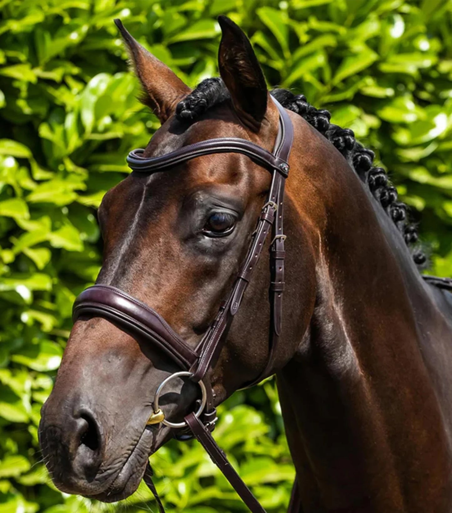 Premier Equine Verdura Anatomic Snaffle Bridle Brown